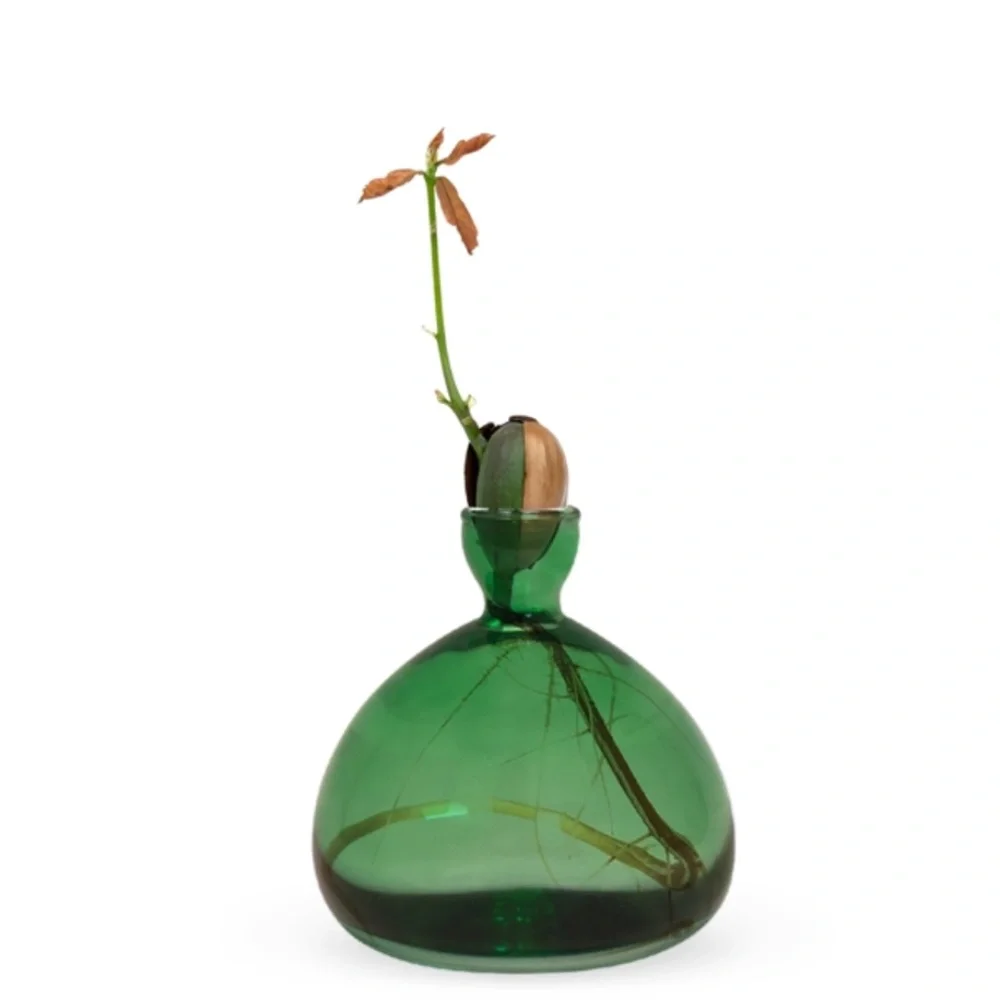 NWT Minimalist Acorn Vase by Ilex Studio – Green Glass Oak Tree Sprouting Vessel - Picture 4 of 5